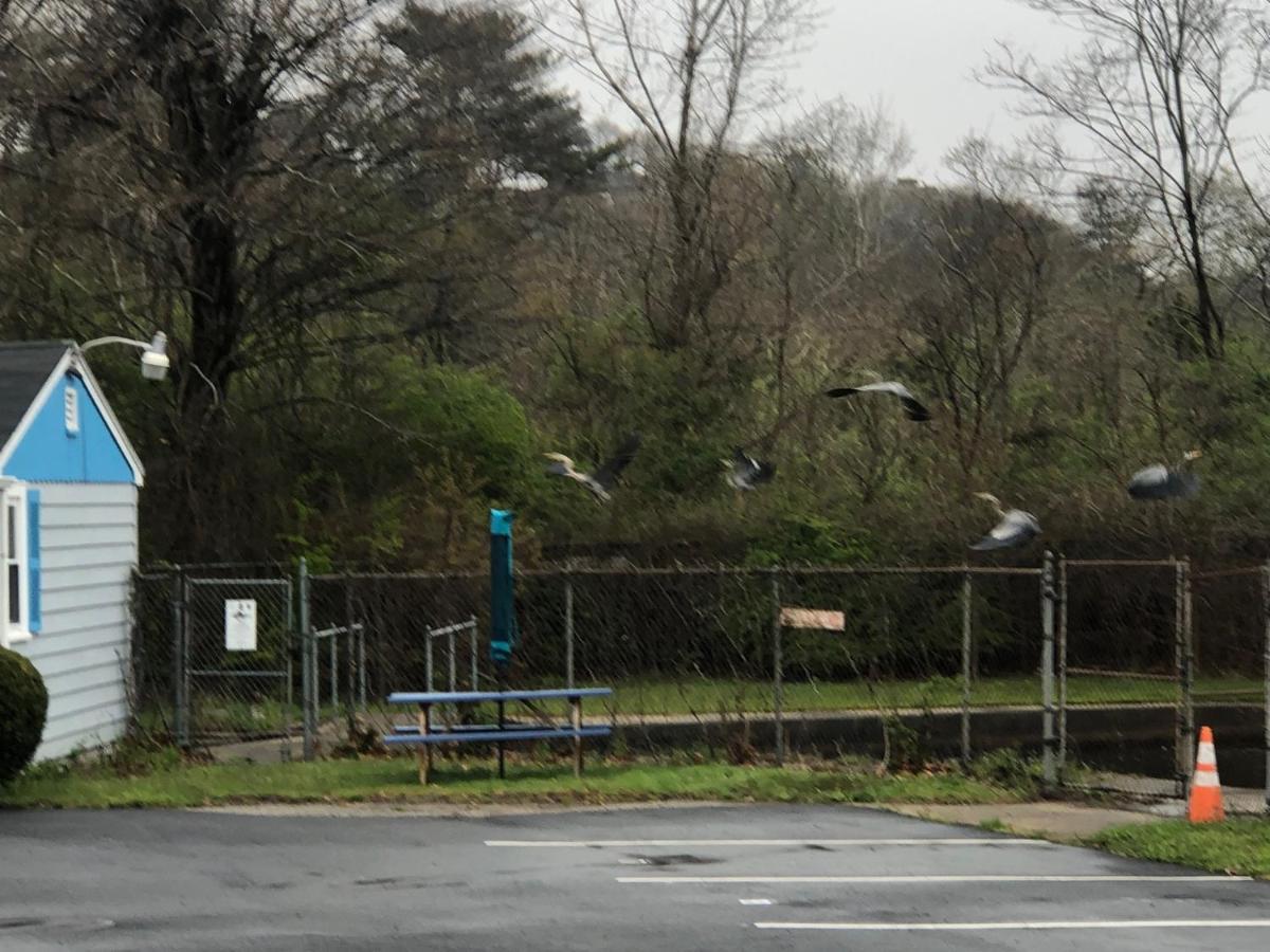 Herring Run Cabins And Inn ボーン エクステリア 写真
