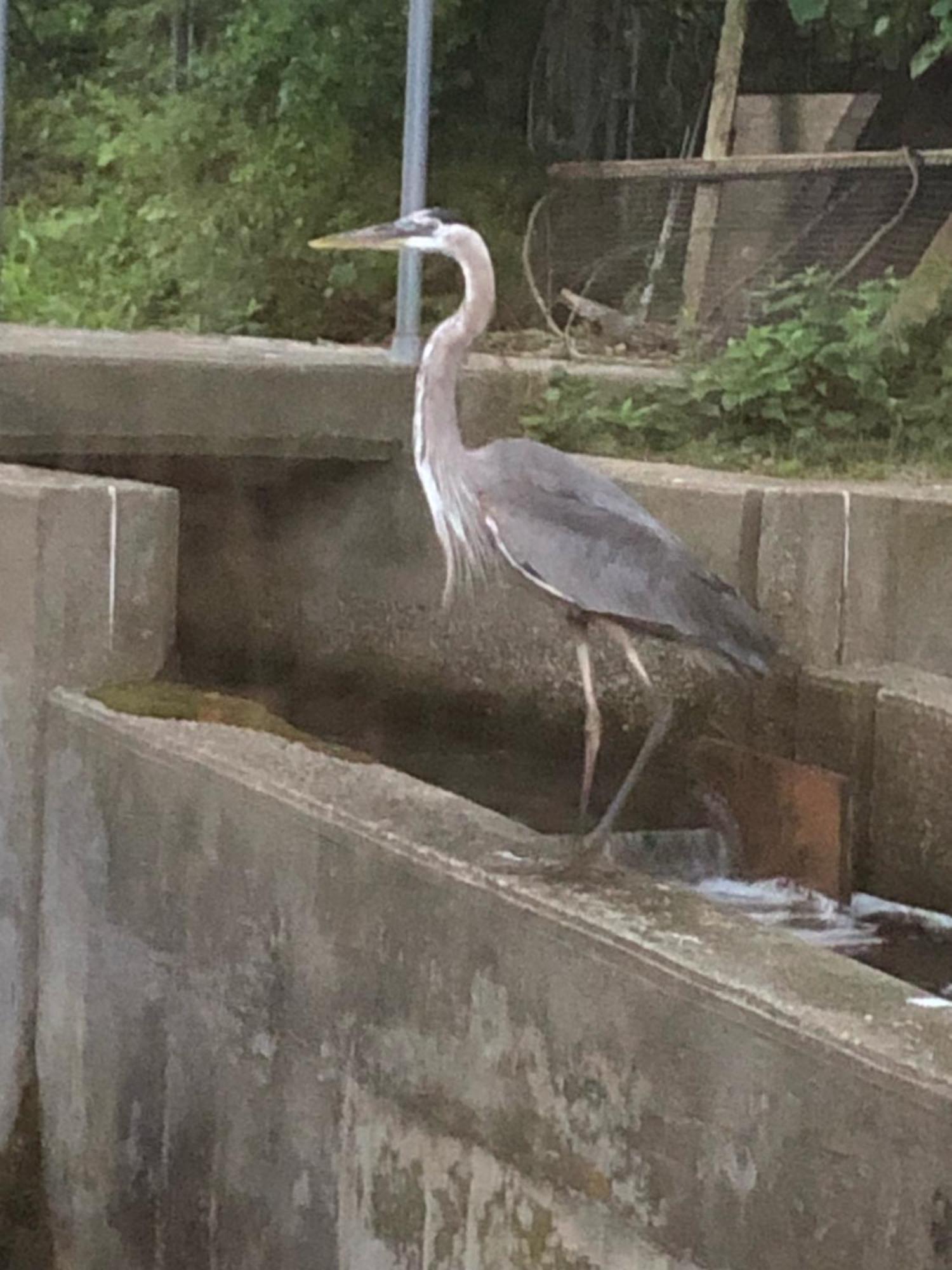 Herring Run ボーン エクステリア 写真